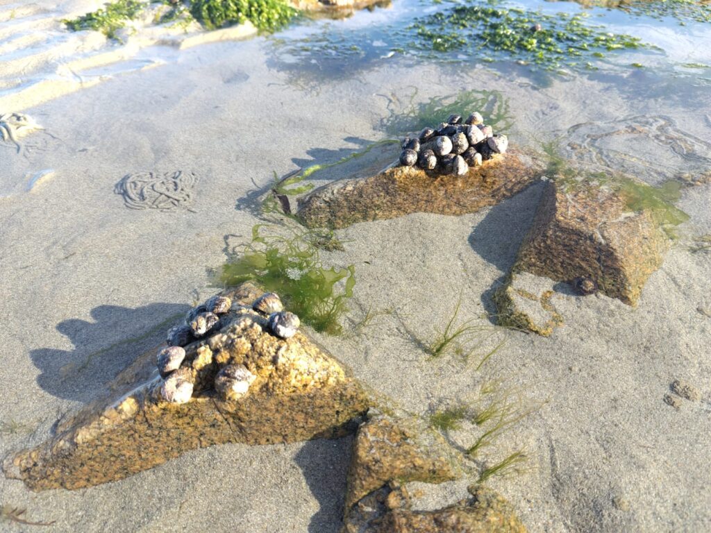 plage plougasnou